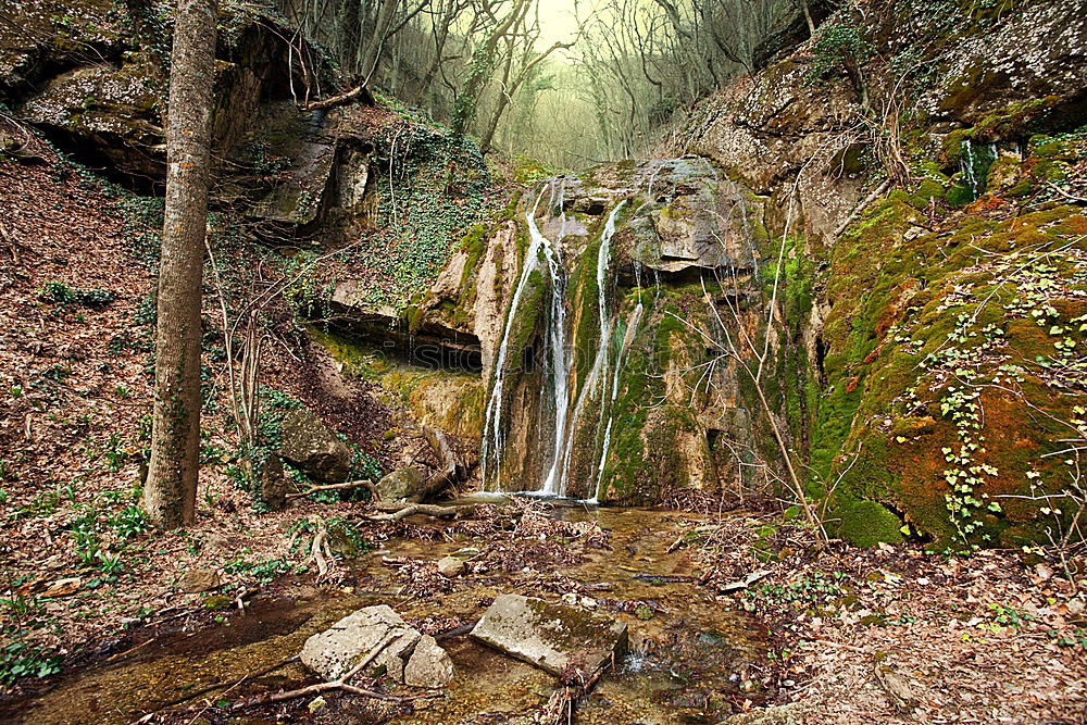 Similar – Image, Stock Photo deciduous forest Style