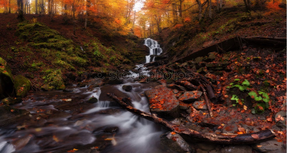 Similar – autumn forest Environment