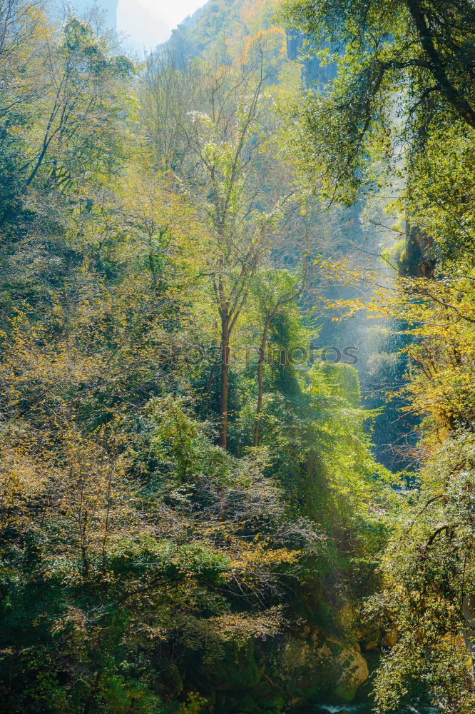 Similar – Image, Stock Photo Monks walking in woods