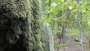 Similar – Image, Stock Photo The Forest Blop