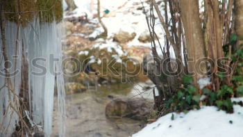 Similar – Image, Stock Photo Snow flying around