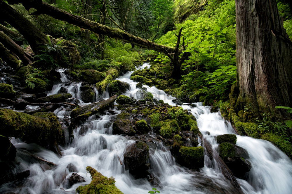 Similar – Romantic bridge in the forest