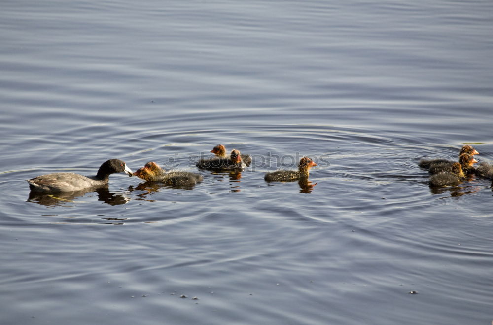 Similar – Image, Stock Photo duckattack Coast Lakeside