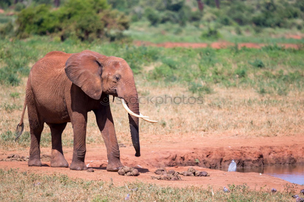 Similar – Image, Stock Photo baby elephant Elephant