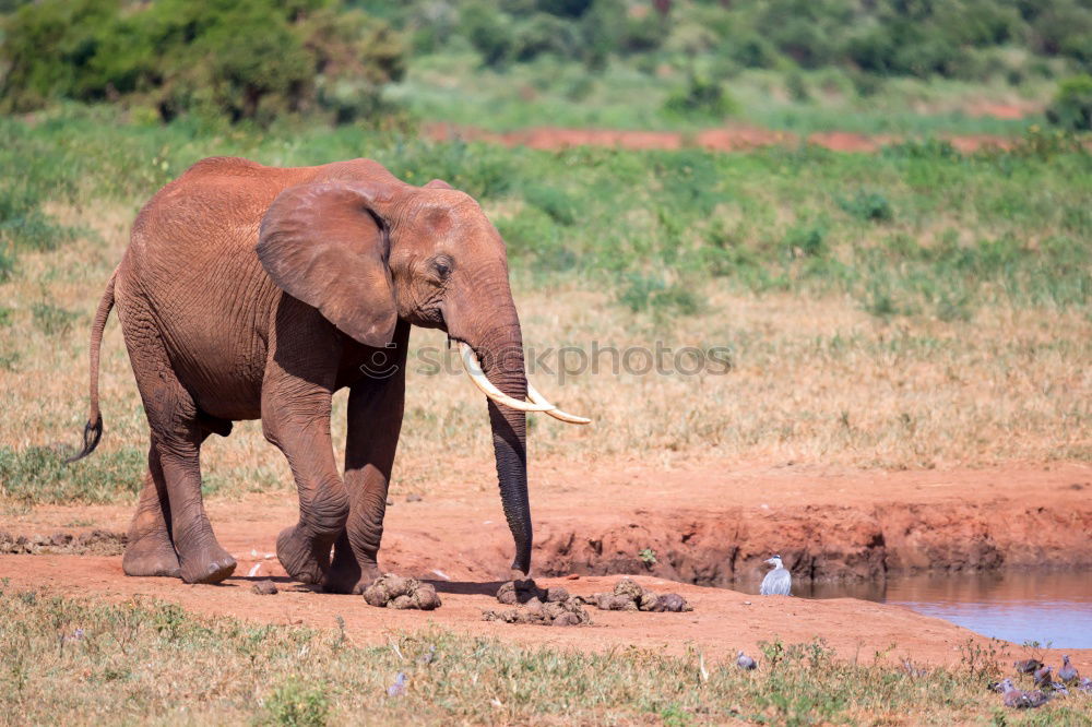 Image, Stock Photo baby elephant Elephant