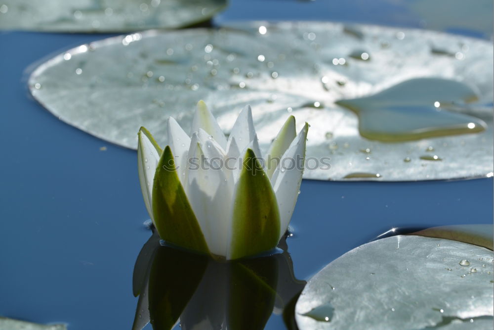 Similar – Image, Stock Photo Look who’s blossoming.