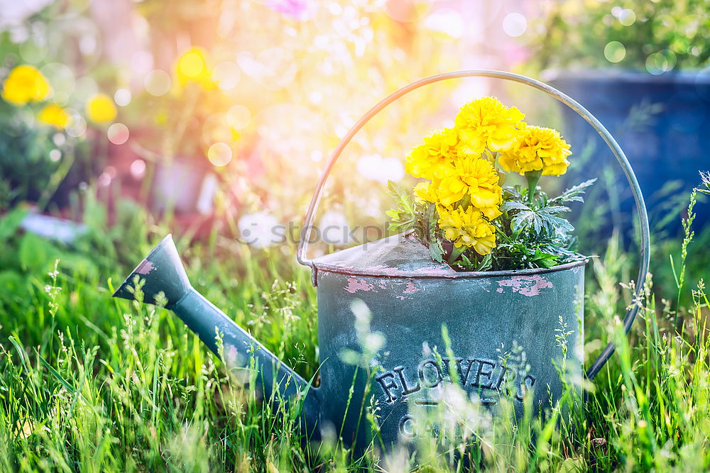 Similar – Old watering can with garden flowers