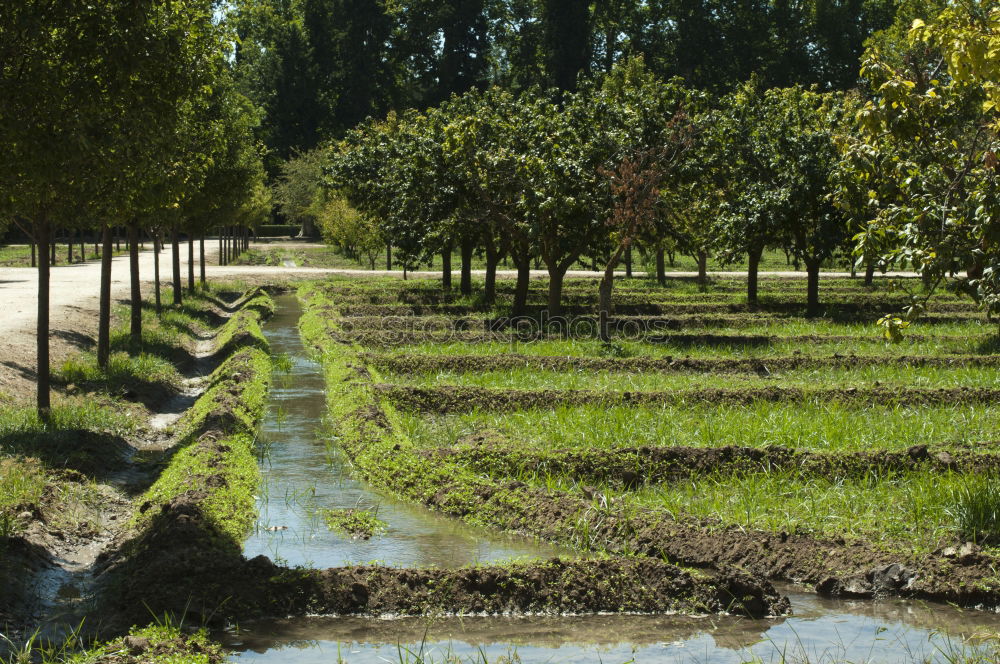 Similar – Foto Bild Feld- und Wiesengeometrie