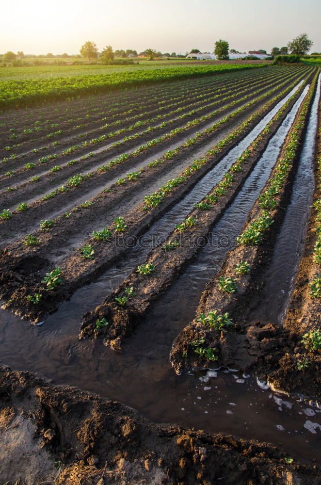 Image, Stock Photo Plantation of young eggplant seedlings is watered through irrigation canals. European farm, farming. Caring for plants, growing food. Agriculture and agribusiness. Agronomy. Rural countryside