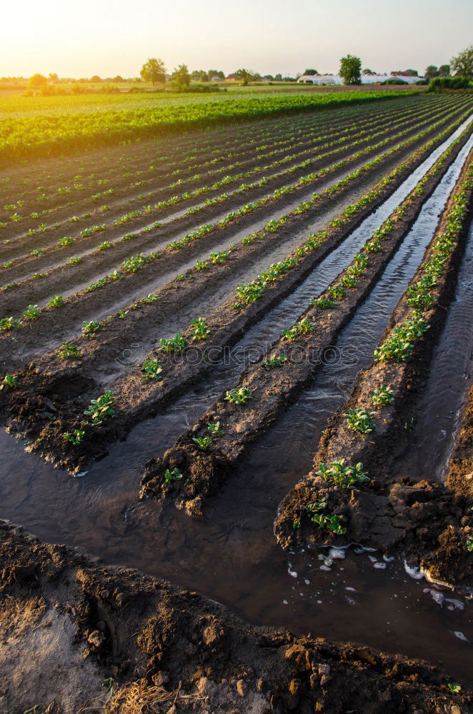 Similar – Image, Stock Photo Plantation of young eggplant seedlings is watered through irrigation canals. European farm, farming. Caring for plants, growing food. Agriculture and agribusiness. Agronomy. Rural countryside