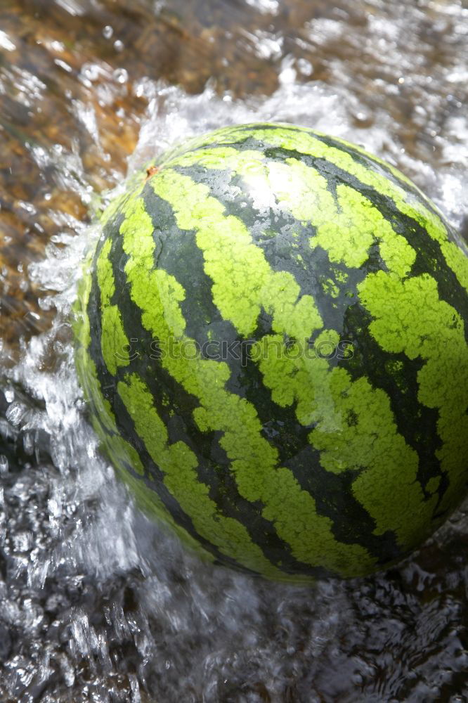 Similar – watermelons Water melon