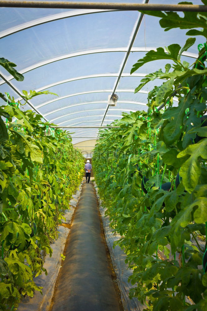 Similar – greenhouse atmosphere