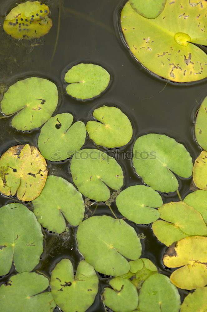 Similar – Alhambra Green Calm Water