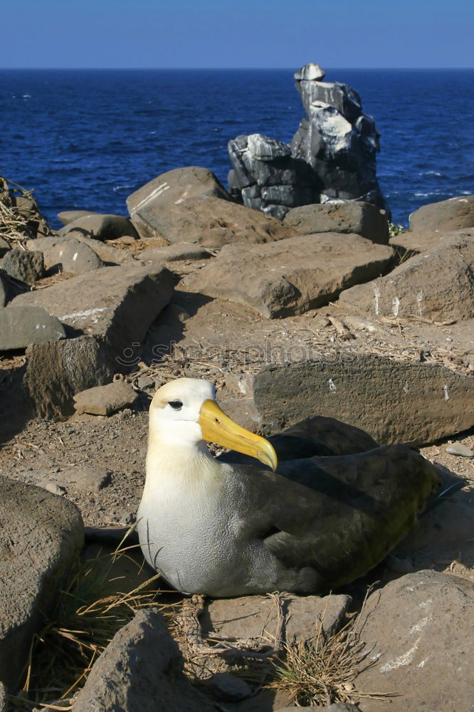 Similar – Foto Bild mal überlegen…. Vogel