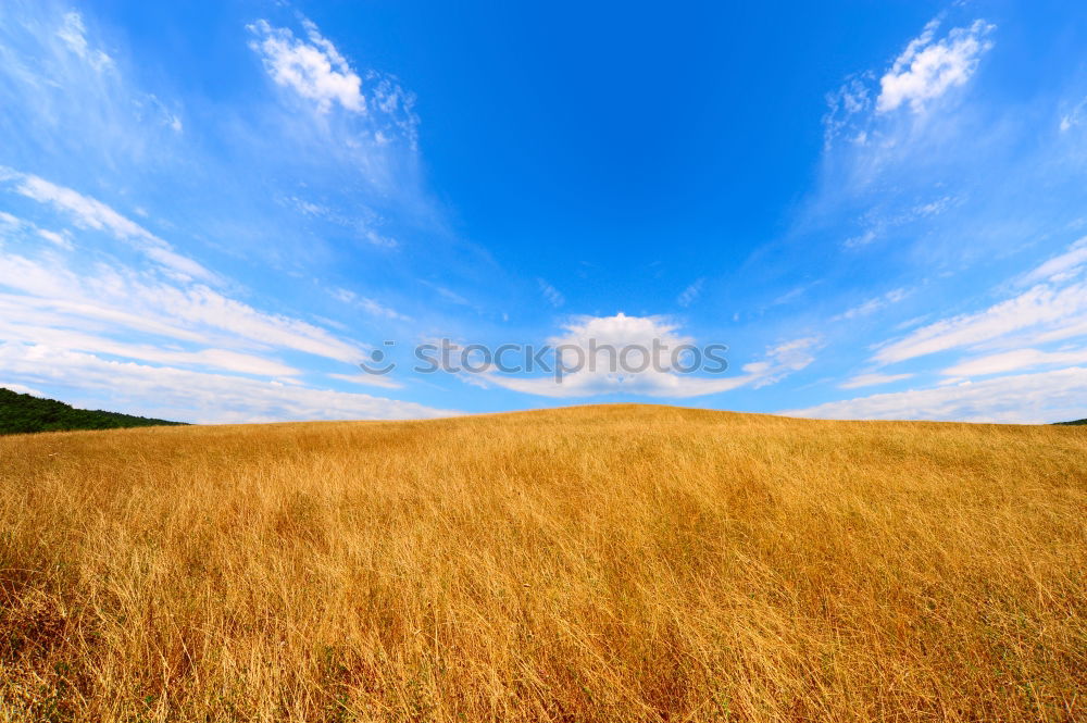 Similar – Image, Stock Photo late summeracker Nature