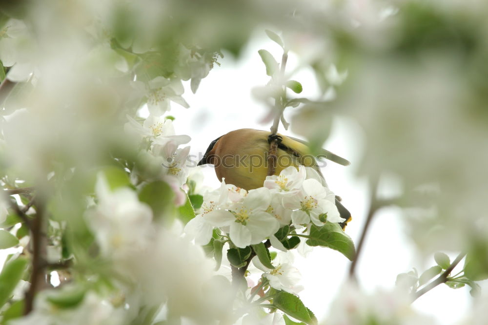 Similar – Image, Stock Photo titmouse spring