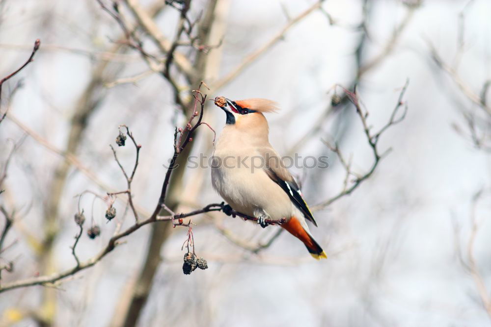 Similar – Image, Stock Photo Jay in the tree Nature