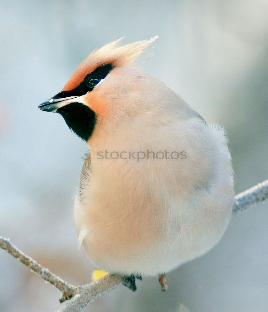 Similar – Singing Finch Chaffinch