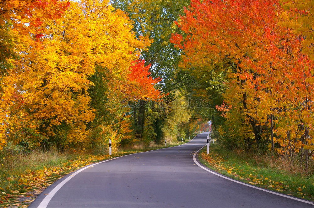 Similar – Image, Stock Photo The bright lane