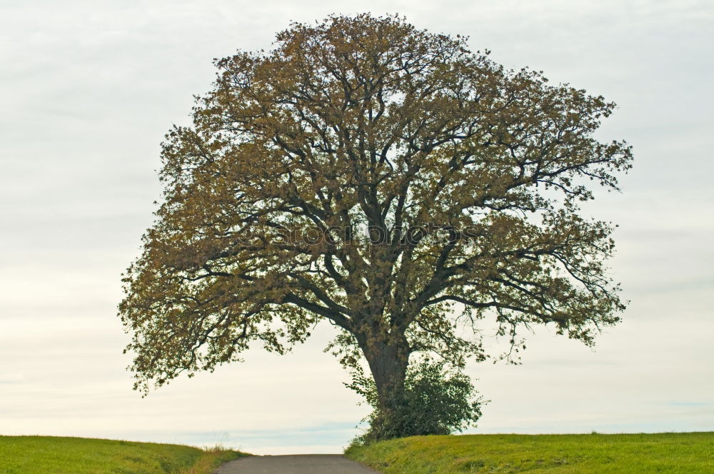 Similar – Image, Stock Photo scarecrow Colour photo