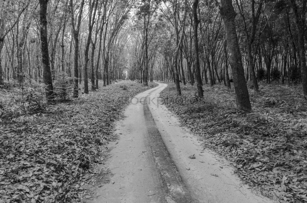 Similar – Image, Stock Photo path of fog Fog Forest