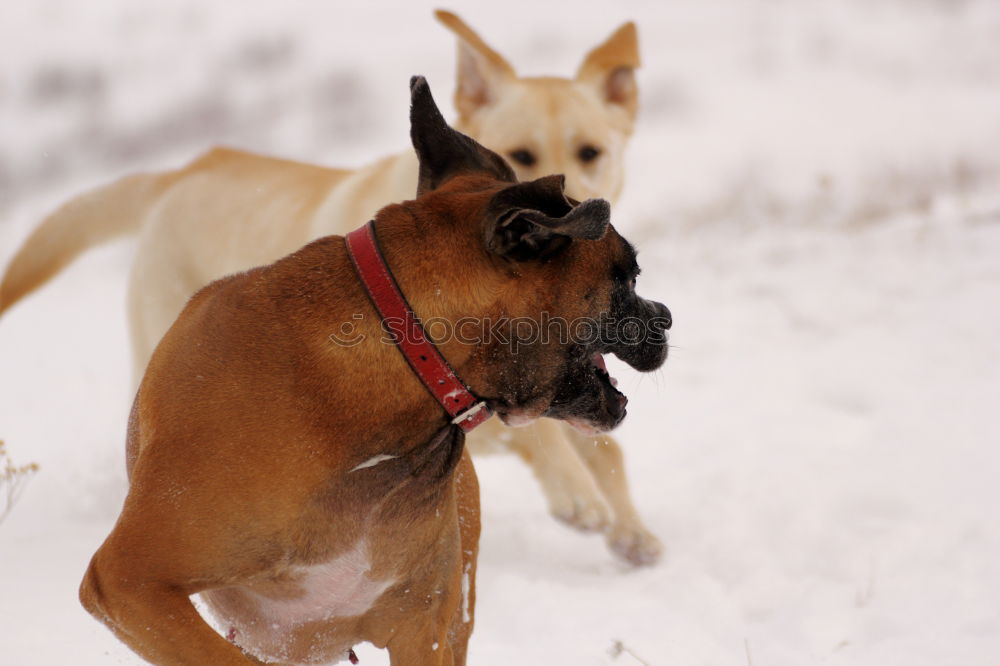 Image, Stock Photo Colourful hustle and bustle in the snow