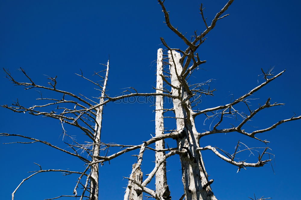 Similar – skeleton Tree Skeleton Dry