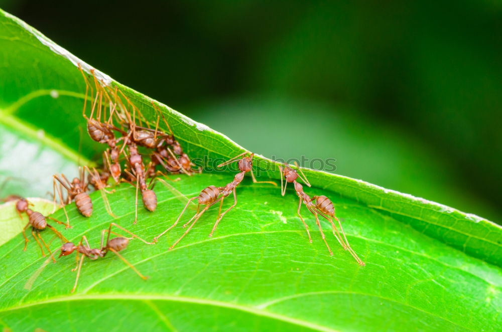 Similar – Image, Stock Photo Larvae of the green stink bug 03