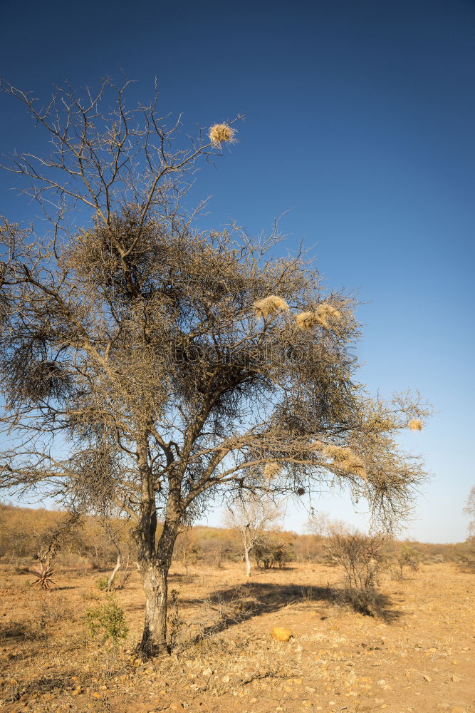 Similar – Siedlerwebervogel-Nest