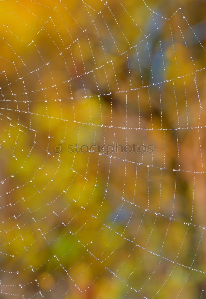 Image, Stock Photo Spider’s web in autumn against the light