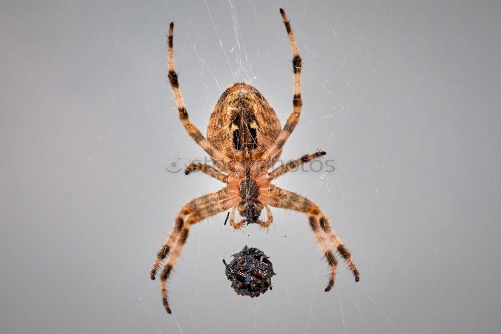 Similar – Garden cross spider (Araneus diadematus)