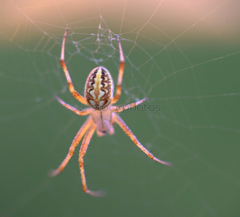 Similar – Image, Stock Photo Nursery Web Spider Sitting On Green Leaf In Garden