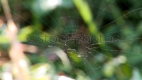 Similar – Image, Stock Photo Green Autumn Nature Plant