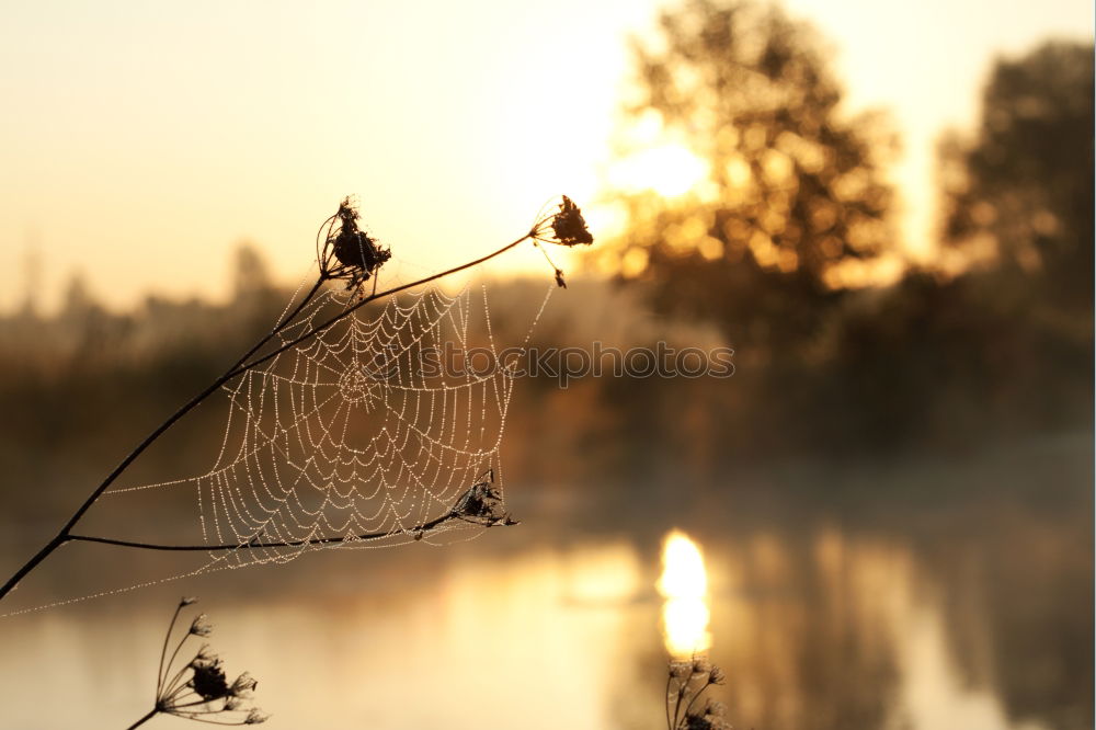 Similar – Lake in Sepia Environment