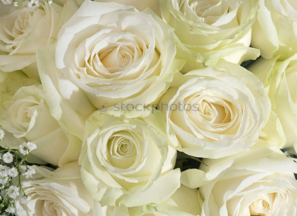 Similar – Image, Stock Photo Bridal bouquet of the bride with flowers roses in white at wedding