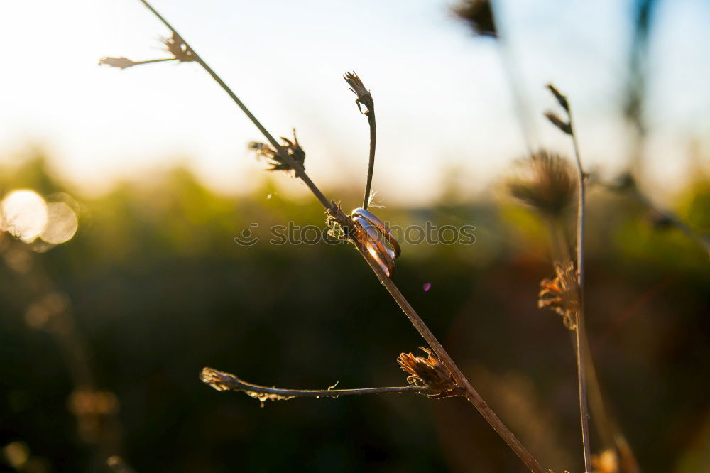 Similar – Image, Stock Photo summer-end mood Summer Sun