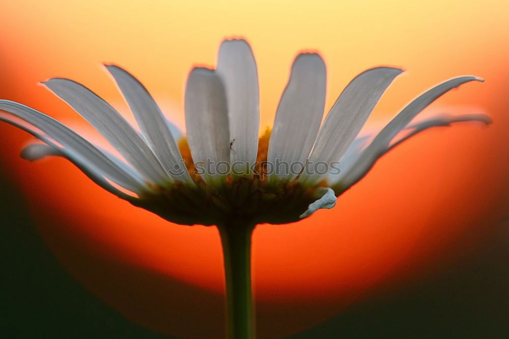 Similar – The Gerbera Pflanze Blume