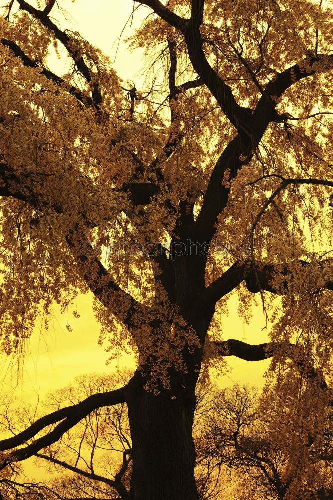 Similar – Image, Stock Photo mistletoe Long exposure