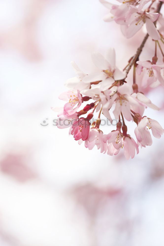 Similar – Image, Stock Photo cherry blossoms Nature