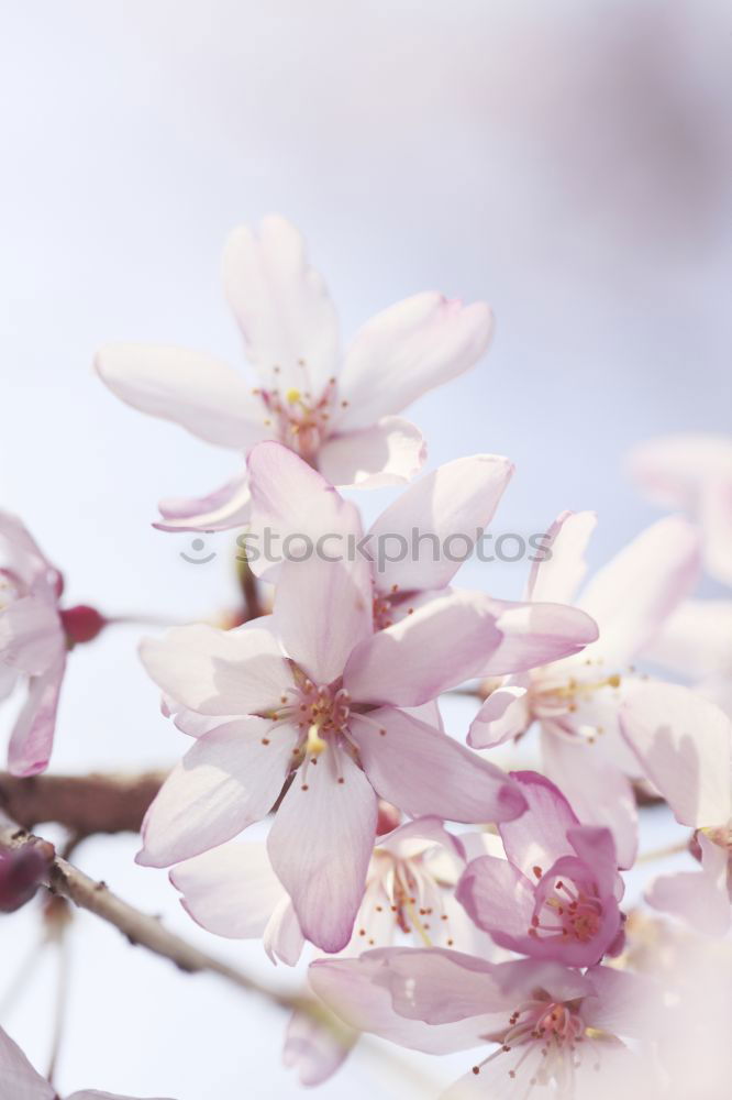 Similar – Image, Stock Photo Magnolia tree no.1