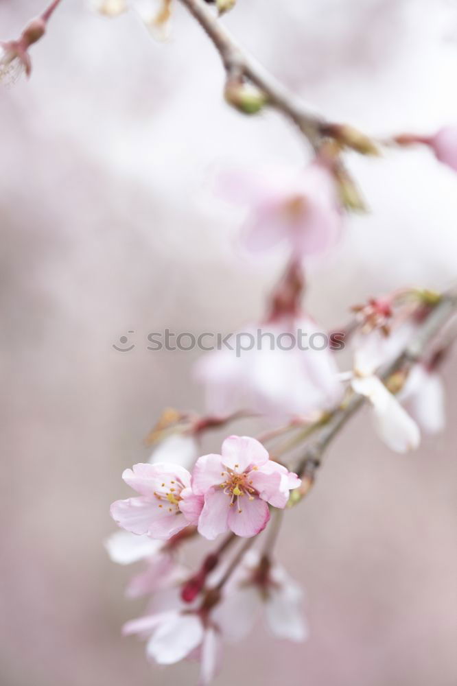 Similar – Image, Stock Photo Blossom of a cherry tree.