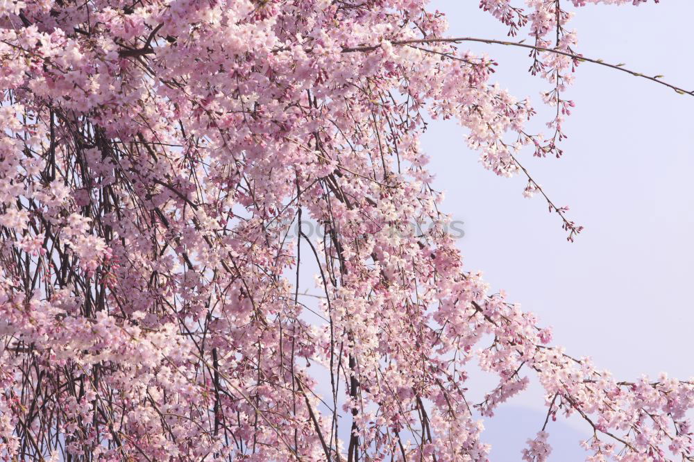 Similar – sakura Nature Plant Sky