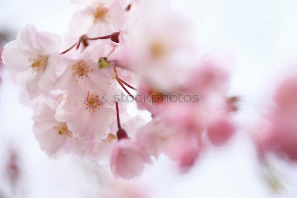 Similar – Image, Stock Photo Cherry blossoms on a branch