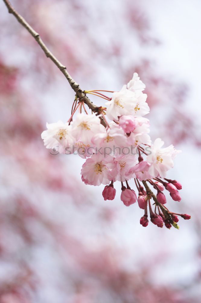 Similar – Image, Stock Photo pink flower plant in springtime