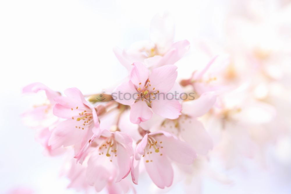 Image, Stock Photo Blossom of a cherry tree.