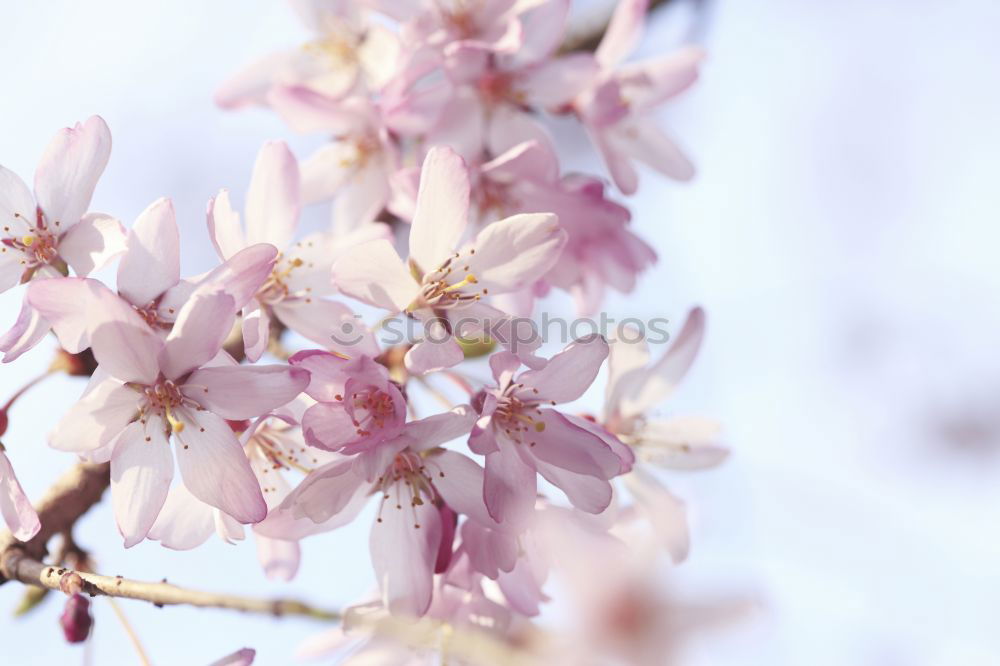 Similar – Image, Stock Photo cherry blossom Cherry Pink