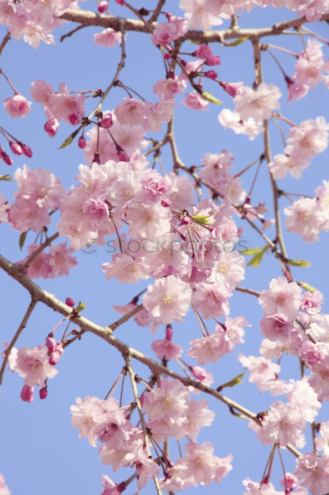 Similar – Image, Stock Photo magnolia tree Happy