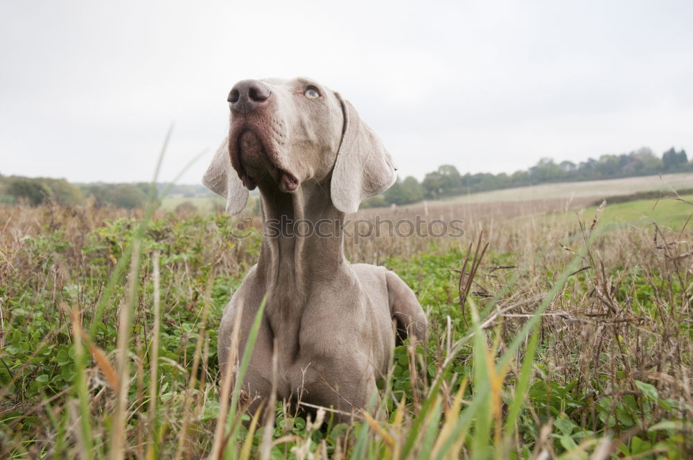 Image, Stock Photo summer sun Hound Dog