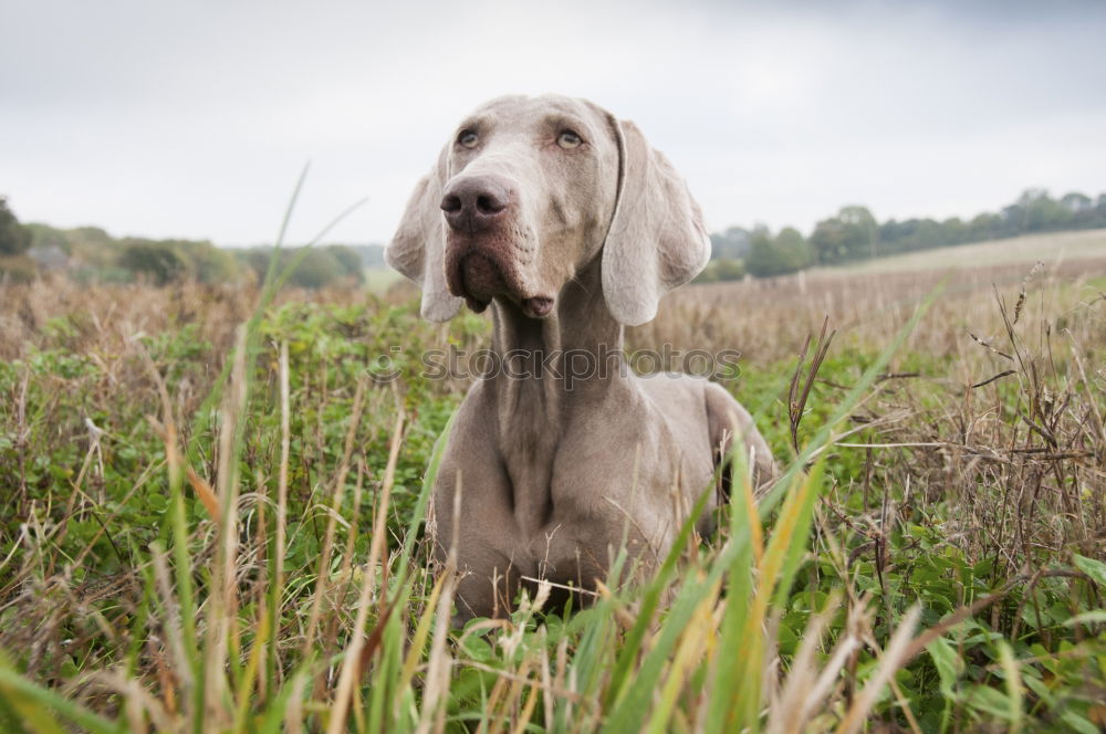 Similar – Image, Stock Photo summer sun Hound Dog