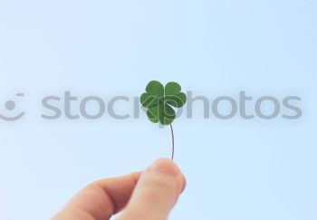 Similar – Image, Stock Photo shamrock Harmonious